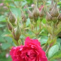 Rosa x 'Pink Grootendorst'